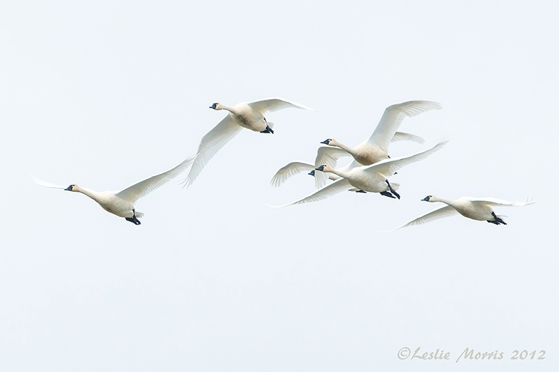 Tundra Swan Flock in Flight - ID: 13556262 © Leslie J. Morris