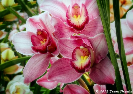 Orchid Family