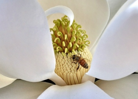 Honey Bee & Magnolia Blossom