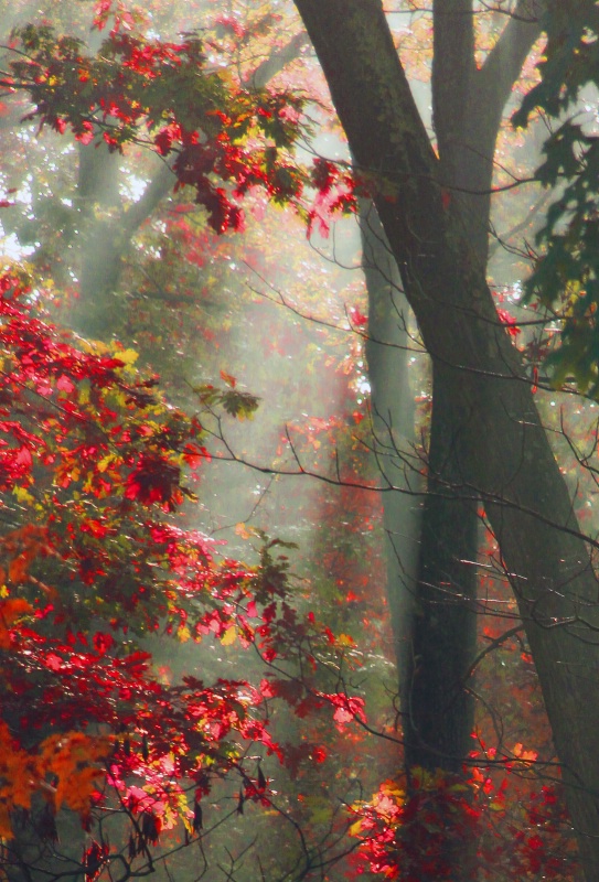 Sunlit Red Forest 