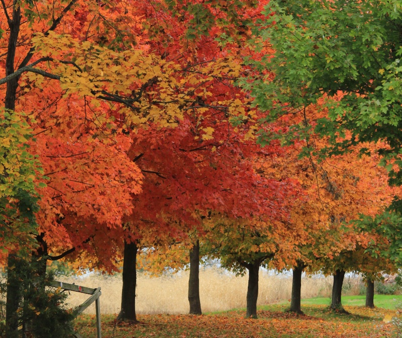 Autumn Trees