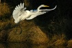 egret at dawn