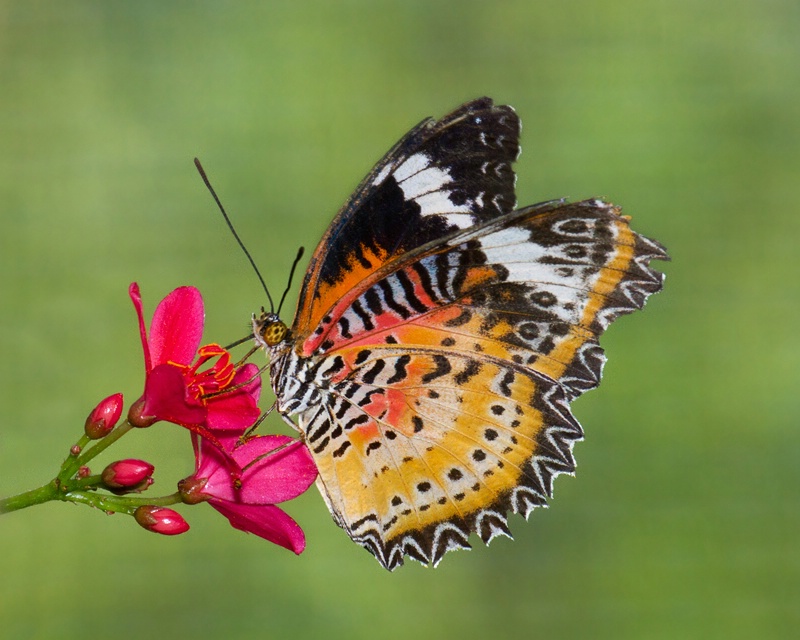 Orange and Black Flutterby