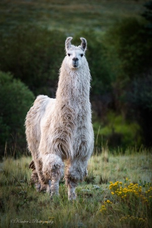 Alpaca