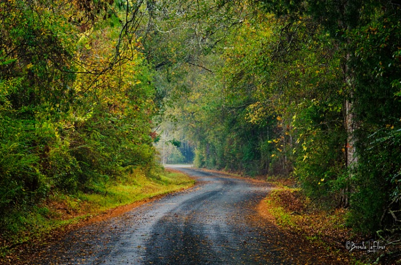 Louisiana Country Road