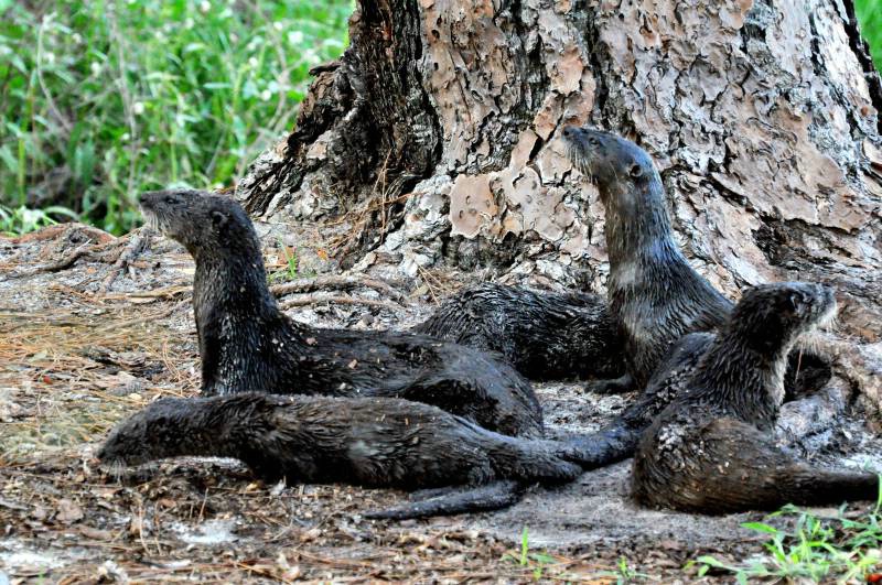 Otter Family