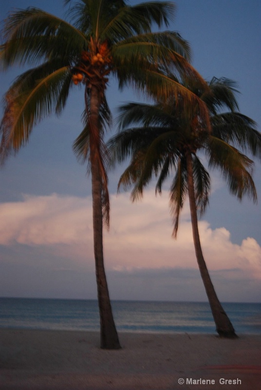 fl bch   palm trees