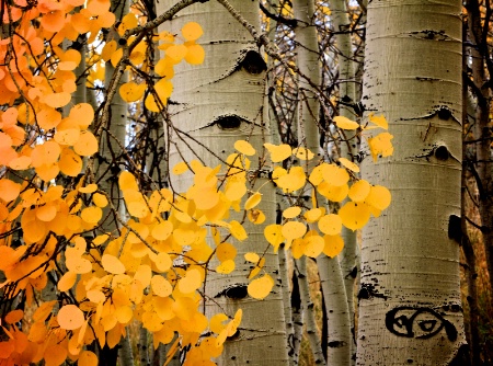 Aspens in the Fall