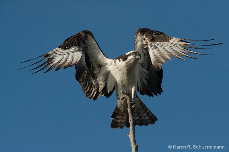 Osprey