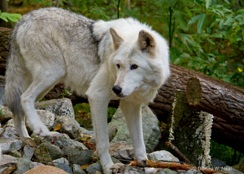 Watchful Tundra Wolf