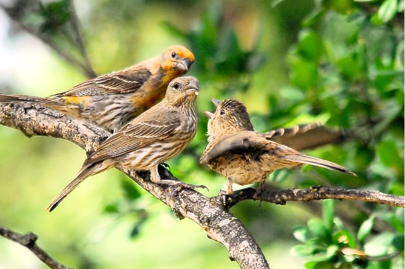 House Finch Family