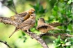 House Finch Famil...