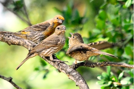 House Finch Family