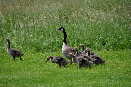 Goose Family