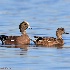 © Leslie J. Morris PhotoID # 13561125: American Wigeon Pair