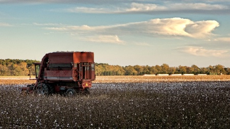 Cotton Harvest