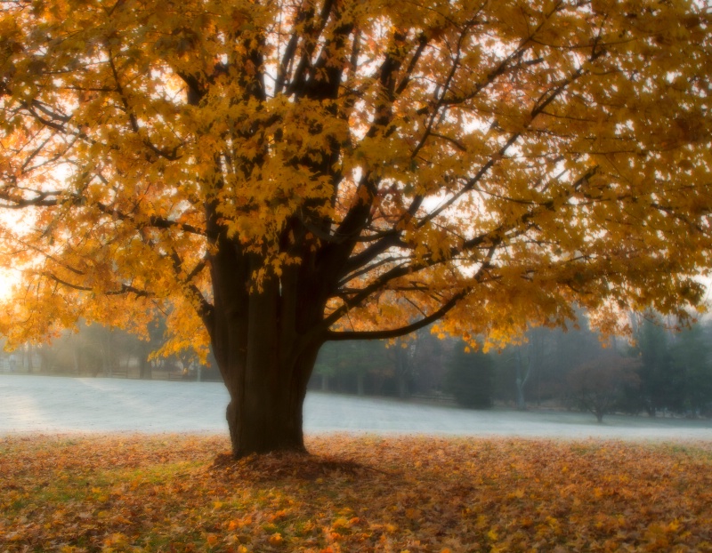 Frosty Autumn Morning