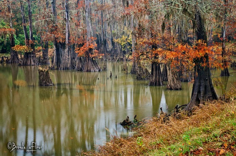 Rainy Day on the Bayou