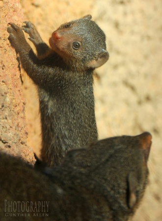 Mother Mongoose watching over her Baby