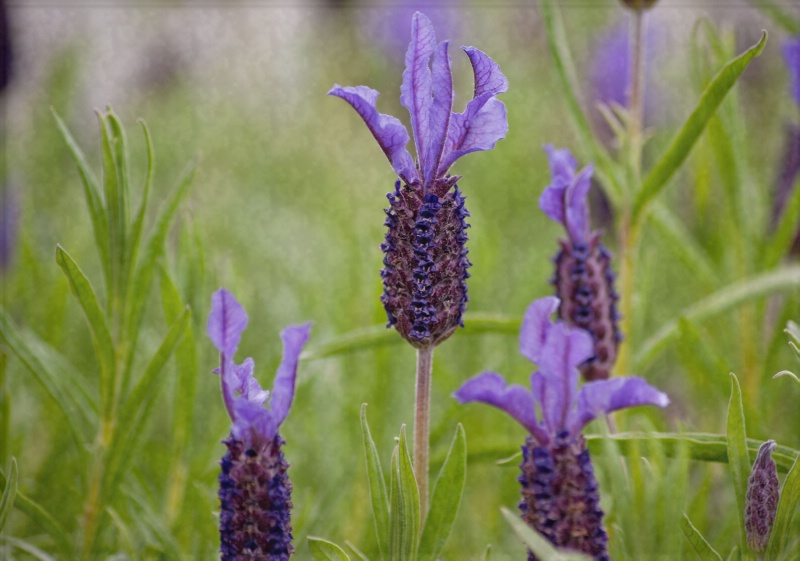 Lavender Ladies