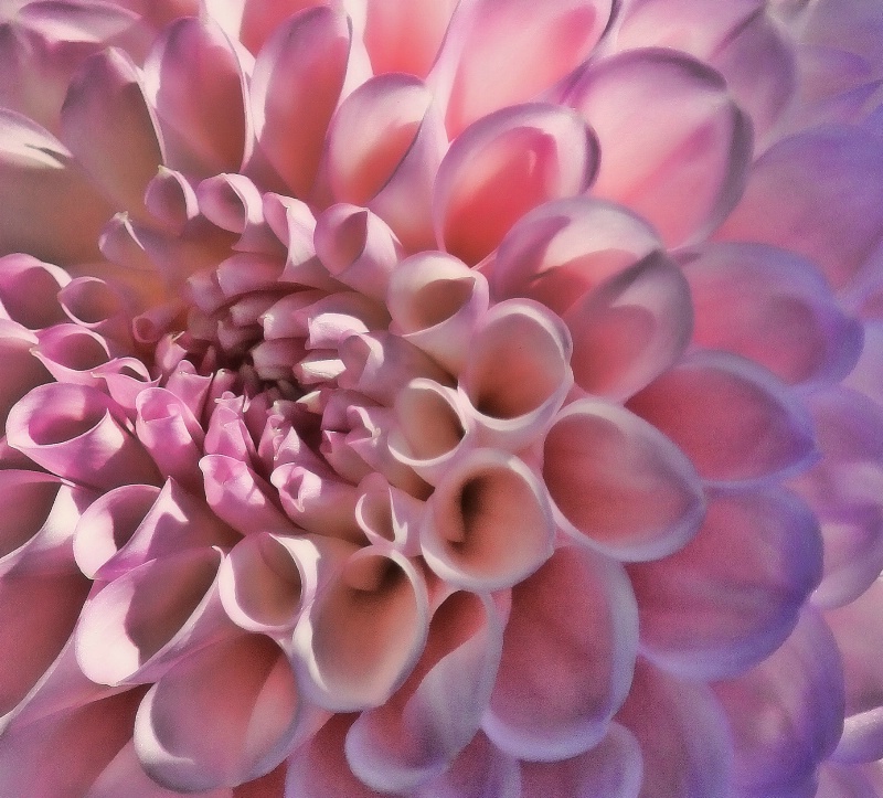 Petals in Pastel Pink