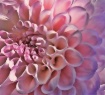 Petals in Pastel ...