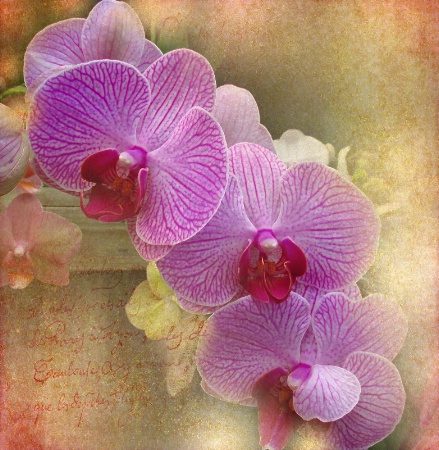 Orchids In Purple