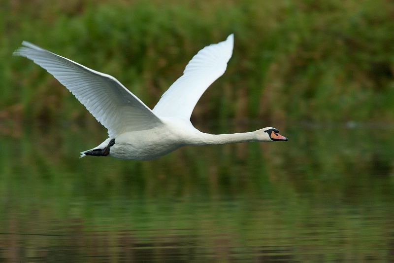 Swan flight