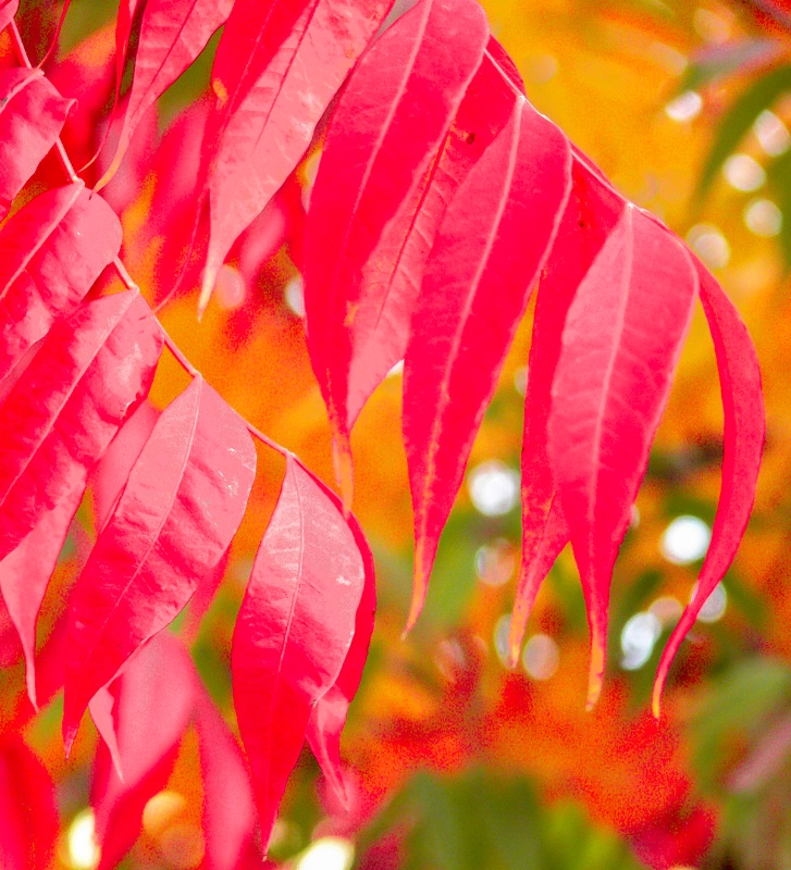 Fall colors - pistacio again