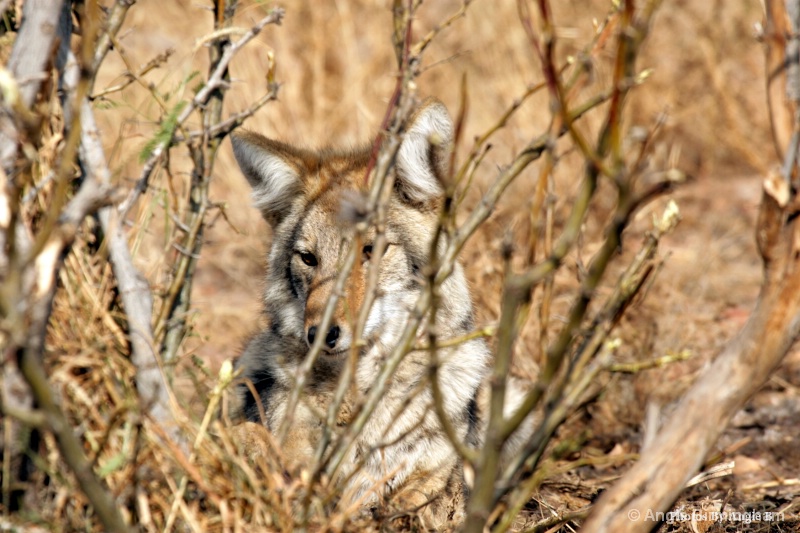 Coyote in the brush