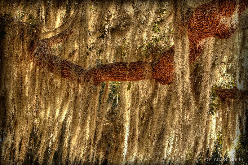 dreadlocks on the oak tree