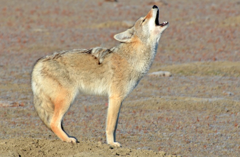 Howling   Coyote