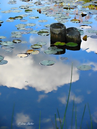 Lily Pads in the Sky