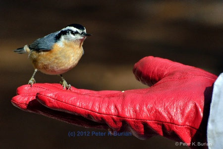 Chickadee in early winter