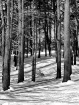 Winter In the Woo...
