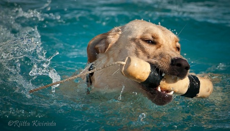 Happy Retriever