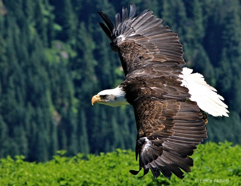 Canadian Great Bald Eagle - ID: 13569992 © Emile Abbott
