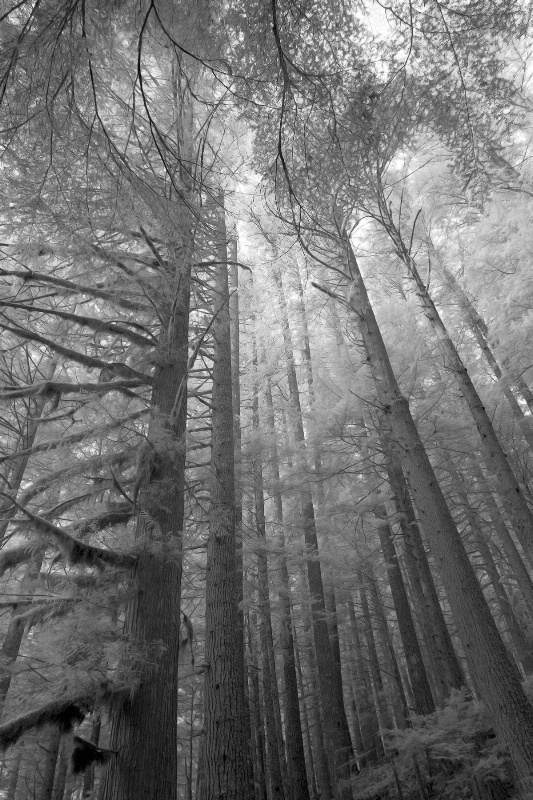 Mystical Woods