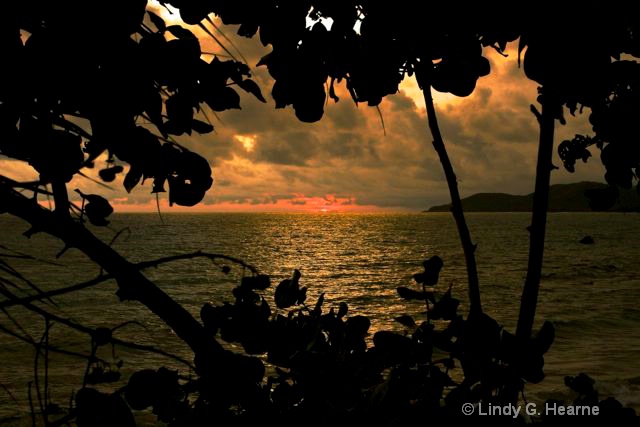 Sunset Through Vieques Trees