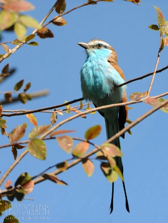 Racket-tailed Roller in the Fall
