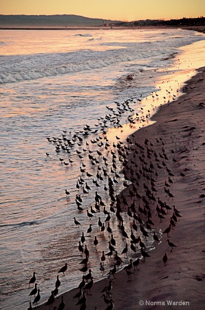 Birds of Venice Beach