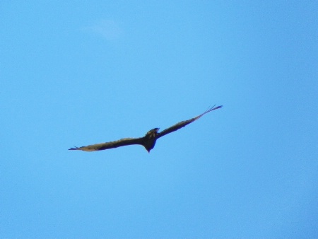 turkey vulture in flight