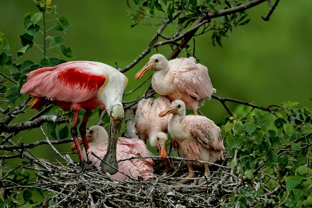 Nest Repair