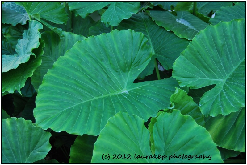ginormous foliage - ID: 13573484 © Laura
