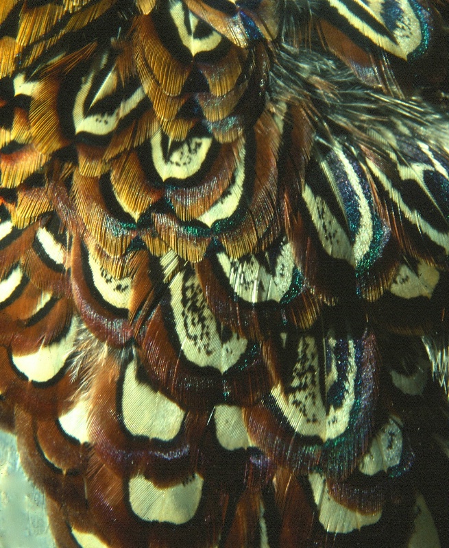 Pheasant    Feathers  
