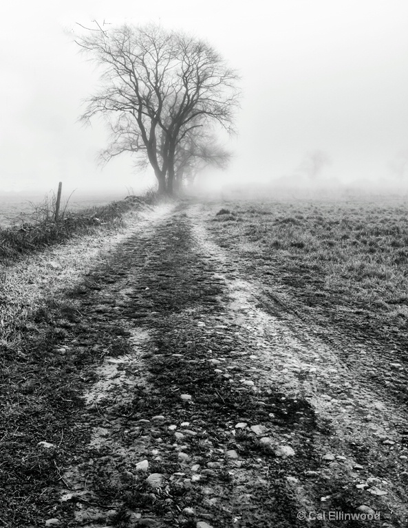 Fog Along the Cow Path