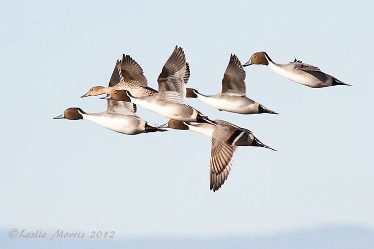 Northern Pintail Ducks Courtship Flight - ID: 13575349 © Leslie J. Morris