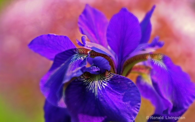 Fantasy Iris