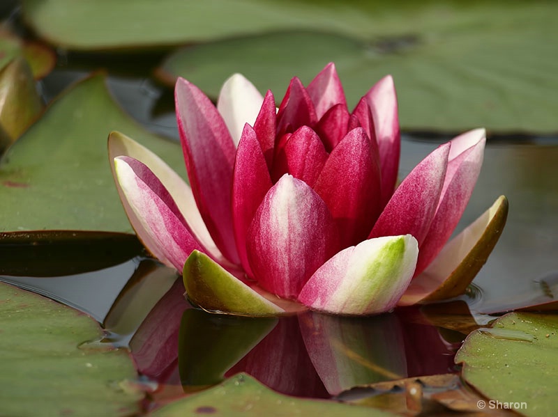 Red Water Lily 