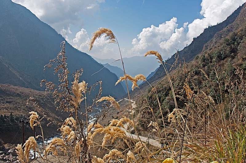 Road side bush